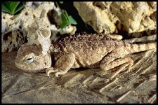 / TURKEY on 1990년 08월 28일 (화) by Roberto Sindaco. MCCI-R0468 · iNaturalist Trapelus ruderatus
