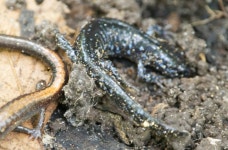 Ambystoma laterale in 8월 2021 by hobiecat. small ≤3 · iNaturalist Ambystoma laterale