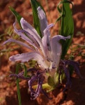 Babiana scabrifolia from Kys 2, Vredendal... &lt;h3&gt;Babiana scabrifolia&lt;/h3... Gannabosveld · iNaturalist Babiana scabrifolia