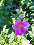 Malva thuringiaca from Ladynka, Chernihiv Oblast, Ukraine, 15571 on 2021년 09월 03일 (금) at 04:40 오후 by Mykyta Peregrym... 