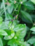 Leucauge decorata from DLFA, Manjeera Pipeline Rd 500049, Mvtri Nagar Phase 3, Vishali Nagar, Chanda Nagar, Madeenaguda, Telangana... 