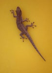 Lygodactylus bradfieldi from Mapungubwe on 2015년 08월 23일 (일) by Ryan van Huyssteen. &lt;h3&gt;bradfield^s gecko&lt;/h3... 
