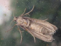 나비목 from 용곡한라비발디아파트 on 2021년 09월 12일 (일) by onidiras-iNaturalist. UNKON Underside https://www.... 