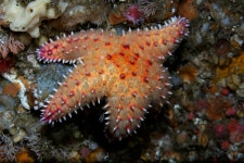 Poraniopsis inflata from Fathers Day Reef, Point Pinos on... Dive Site: Fathers Day Reef, Point Pinos Depth: 150 fsw... 