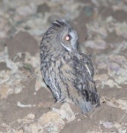 칡부엉이 from 282 01 Klučov, Czechia on 2021년 09월 12일 (일) at 10:48 오후 by Jan Ebr · iNaturalist 칡부엉이 (Asio otus)