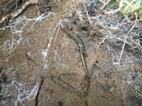 Eurycea bislineata from Cloyne, ON, CA on 2021년 08월 24일 (화) at 12:34 오후 by Colleen Duncan · iNaturalist Eurycea bislineata