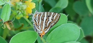 Cigaritis vulcanus from Hiraj, solaour, Maharashtra 413002, India on 2021년 09월 12일 (일) at 08:08 오후 by Ajit chauhan... 