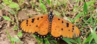 Acraea terpsicore from Hiraj, solapur,Maharashtra 413002, India on 2021년 09월 15일 (수) at 09:10 오전 by Ajit chauhan... 