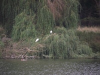 쇠백로 from Holkham Rd, Wells-next-the-Sea NR23 1AB, UK on 2021년 09월 19일 (일) at 10:54 오전 by annajb · iNaturalist... 