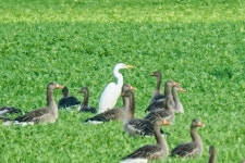 중대백로 from 48249 Dülmen, Deutschland on 2021년 09월 18일 (토) at 05:22 오후 by Daniel König · iNaturalist 중대백로... 