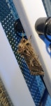 담배거세미나방 from Lota QLD 4179, Australia on 2021년 09월 25일 (토) at 08:56 오후 by Martin Rady · iNaturalist... 