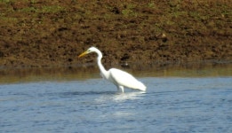 대백로 from Seda, 7440, Portugal on 2021년 09월 25일 (토) at 04:10 오후 by David Pereira ·  iNaturalist  대백로 (Ardea alba)