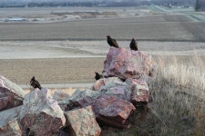 Cathartes aura from Blue Mounds State Park, Rock County, MN, USA on 2013년 04월 28일 (일) at 07:37 오후 by Derek S. Anderson... 