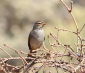 흰정수리북미멧새 from Rio Grande County, US-CO, US on 2021년 09월 26일 (일) at 01:06 오후 by Lynn Seman · iNaturalist... 