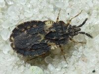 Aradus truncatus from 50°0247.89N 36°1517.69E on 2014년 11월 01일 (토) by Boris Loboda · iNaturalist Aradus truncatus