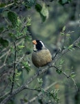 Saltator aurantiirostris from Totoral, Córdoba, Argentina on 2018년 10월 20일 (토) at 05:46 오전 by joaquin_arrascaeta. Macho... 