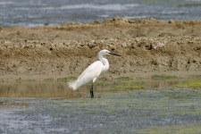 3.0 THAILAND ssp garzetta 3.4 Samut Sakorn Province Khok Kham Salt Flats southeast of Sam... · iNaturalist 쇠백로 (Egretta... 