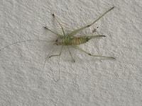 Zoophthora giardii from Rehwagenstraße, Leipzig, Sachsen, DE on 2021년 10월 15일 (금) at 10:03 오전 by Martin Grimm... 