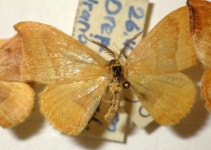 Watsonalla cultraria from Born on 1971년 04월 26일 (월) by Andreas Manz · iNaturalist Watsonalla cultraria