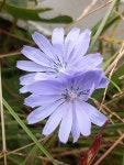 치커리 from Church Hill, MD 21623, USA on 2021년 10월 23일... 오후 by Wayne Longbottom · iNaturalist 치커리 (Cichorium intybus)