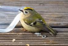 상모솔새 from 81677 München, Deutschland on 2021년 10월 31일 (일) at 12:14 오후 by Philipp Pavelka · iNaturalist 상모솔새... 