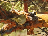 , Россия on 2021년 11월 02일 (화) at 11:03 오전 by Ксения Волянская · iNaturalist 상모솔새 (Regulus... 