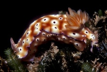 Hypselodoris tryoni from Enewetak Atoll, RMI on 1981년 07월 23일 (목) by uwkwaj. On pier pilings · iNaturalist Hypselodoris tryoni