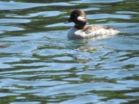 꼬마오리 from Santa Rosa, CA on 2015년 04월 02일 (목) by Richard Olin Wasson. Female · iNaturalist 꼬마오리 (Bucephala albeola)