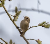 검은다리솔새 from Beloyarskiy rayon, Sverdlovsk, Russia on... Ivan Smorkalov · iNaturalist 검은다리솔새 (Phylloscopus collybita)