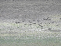 쇠오리 from Jackson County, OR, USA on 2021년 11월 17일 (수) at 02:38 오후 by Andy Kleinhesselink · iNaturalist 쇠오리 (Anas... 