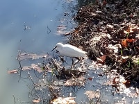 쇠백로 from Santa Maria do Castelo e São Miguel, 2560 Torres Vedras, Portugal on 2021년 11월 26일 (금) at 12:32 오후 by... 