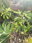 무화과 from Vineyard Road on 2021년 11월 29일 (월) at 07:58 오전 by Kirsty MacLennan.Ronde de Bordeaux/Toulouse ·  iNaturalist... 