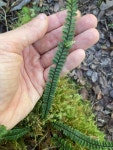 Asplenium hobdyi in 11월 2021 by mariacostantini · iNaturalist Asplenium hobdyi