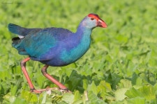 Porphyrio poliocephalus from KAMAR TALAB, Konark Nagar, Jule, Solapur, Maharashtra 413004 on 2019년 10월 13일 (일) at 04:28... 