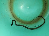 Lycodon fasciolatus from 757/B2/9, CFTRI layout, Bogadi 2nd Stage, Bogadi, Mysuru, Karnataka 570009, India on 2021년 12월 04일... 