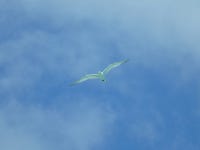 큰제비갈매기 from Motu Mute (🇵🇫 Pōrīnetia Farāni... Nuno Veríssimo P. · iNaturalist 큰제비갈매기 (Thalasseus bergii)