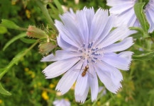 치커리 from West Perth Wetlands. Mitchell, Perth County, ON on... Gascoigne · iNaturalist 치커리 (Cichorium intybus)