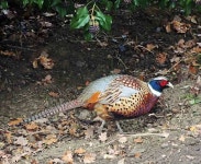 꿩 from Provincia di Pavia, Italia on 2021년 12월 25일 (토) at 01:16 오후 by Luigi Andena · iNaturalist 꿩 (Phasianus colchicus)