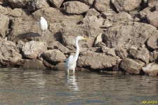 중대백로 from Macedo de Cavaleiros, 5340, Portugal on 2021년 12월 31일 (금) at 11:45 오전 by danzidro · iNaturalist 중대백로... 