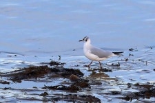붉은부리갈매기 from Merseyside, UK on 2021년 12월 31일... by Roy Lowry · iNaturalist 붉은부리갈매기 (Chroicocephalus ridibundus)