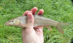 수염잉어 from 77515 Pommeuse, France on 2015년 09월 24일 (목) at 11:22 오전 by Julien Bottinelli · iNaturalist 수염잉어... 