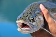 무지개송어 from Bariloche, Argentina on 2012년 03월 06일... D.. rainbow trout · iNaturalist 무지개송어 (Oncorhynchus mykiss)