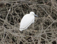 쇠백로 from Higashikawaguchi, Kawaguchi, Saitama 333-0801, Japan on 2022년 01월 02일 (일) at 09:47 오전 by belvedere04. Japanese... 