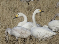 고니 from Oshitsuke, Sakae, Imba District, Chiba 270-1527, Japan on 2022년 01월 04일 (화) at 11:58 오전 by belvedere04. Japanese... 