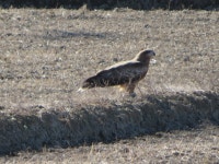 Milvus migrans lineatus from Sakanao, Sakae, Imba District, Chiba 270-1513, Japan on 2022년 01월 04일 (화) at 12:23 오후 by... 