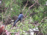 Quiscalus mexicanus from High Island, Texas on 2015년 04월 18일 (토) by Michael D Fox · iNaturalist Quiscalus mexicanus