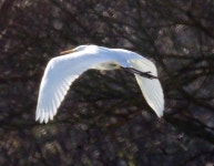 대백로 from 72500 La Bruère-sur-Loir, France on 2022년 01월 06일 (목) at 12:21 오후 by Fabrice Prugnaud · iNaturalist... 