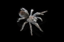 Aphonopelma in 12월 2020 by Raymond Wyatt Mendez. deep burrows in alluvial sand along dry wash, saguaro/cholla. cf saguaro... 