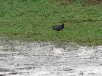 Gallinula galeata from La Aurora, Ecuador on 2022년 01월 09일 (일) at 01:34 오후 by Jaime Camacho · iNaturalist Gallinula galeata