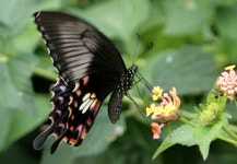 Papilio polytes from Bor Dam, Wardha, Maharashtra 442001, India on 2015년 11월 12일 (목) at 07:27 오후 by Rahul Wakare... 